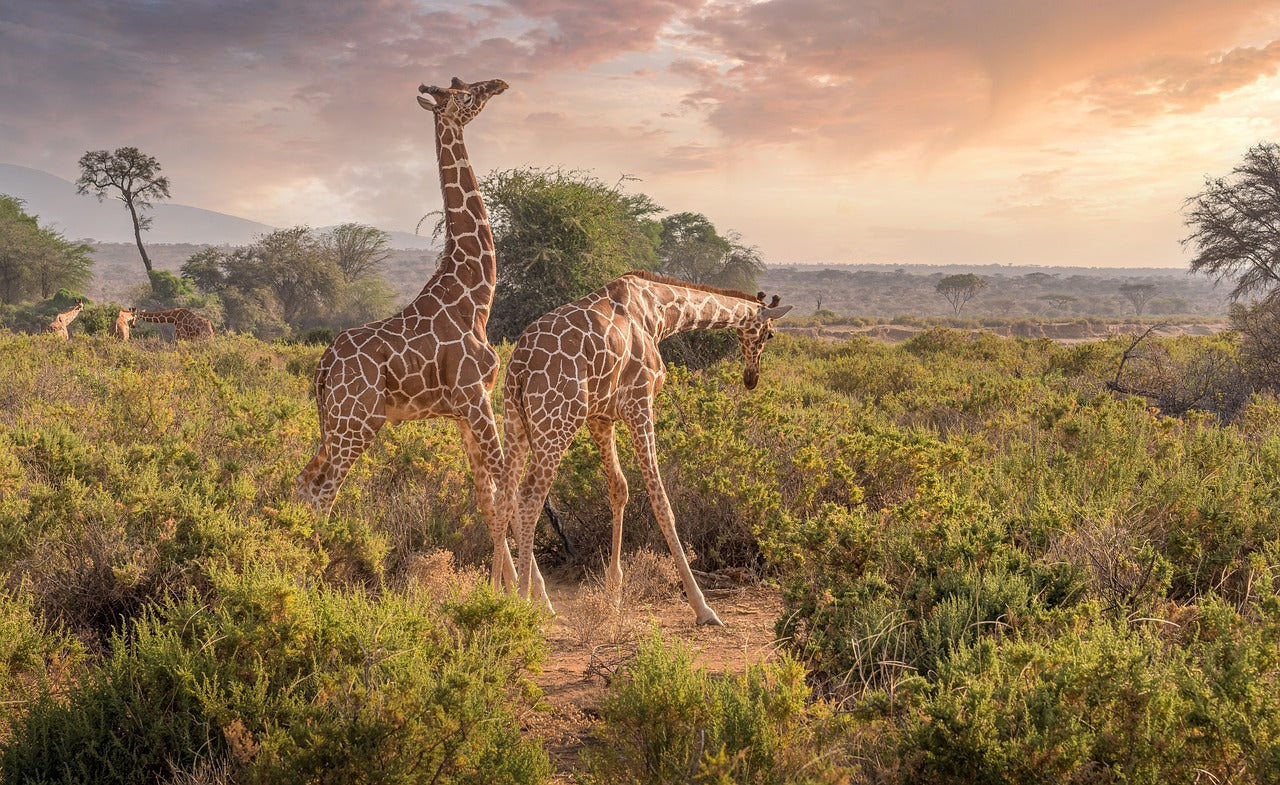 Kenya eSIM - Roamic